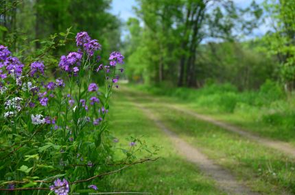 Purple Flowers on Ahnapee Trail