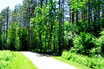 Tall pines in Grant Woods