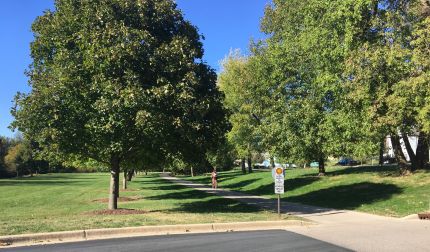 Line of trees along Fox River Trail at Otto Park