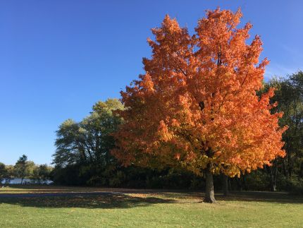 Beautifall fall tree along Fox River Trail