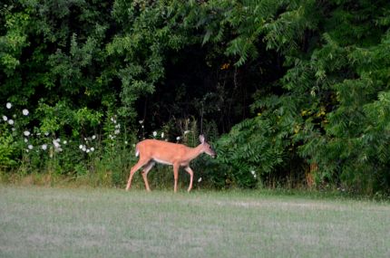 Deer in distance from Oak Creek Parkway