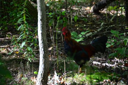 A Rooster in the Sauk Trail Woods
