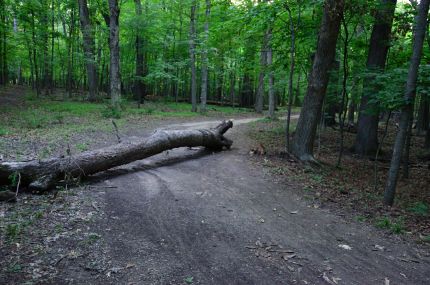 Fallen Tree on des Plaines River Trail