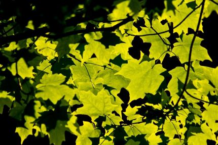 Sunlight shining through the leaves from DPRT