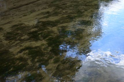 The clear shallow water by the Des Plaines River