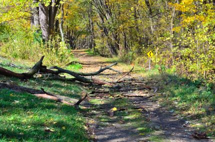 Fallen trees on I&M Trail