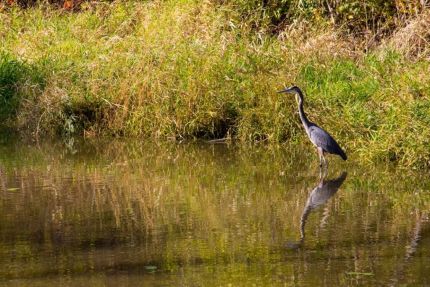 Blue Heron in water by canal bike trail