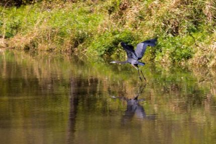 Blue heron flying low over I&M Canal wetland