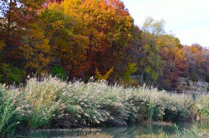 Colorful fall scene with tall grasses, trees and rock walls