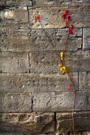 Red and Yellow leaves on brick canal lock wall