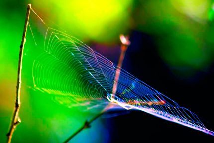 Color saturated spider web photo from DPRT