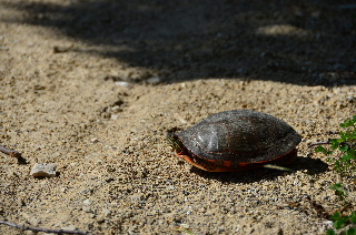 A turtle on the bike trail