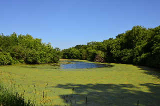 wetlands as seen from the Millennium Trail
