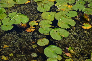 Lilies in the water by the Millennium Trail
