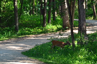 Deer crossing the bike trail in Lakewood FP