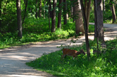 Deer by Bike Trail in the Woods