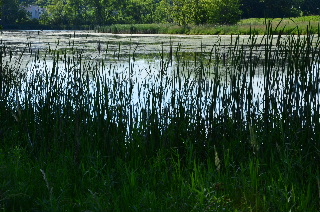 Weeds and wetlands along Millennium Trail