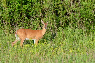 Deer by the trail