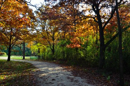 Fall colors in Lakewook Forest Preserve