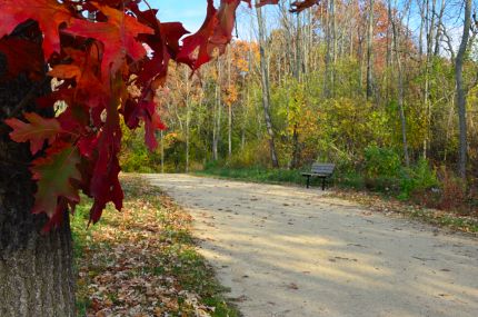 Bright red leaves and bench on bike trail