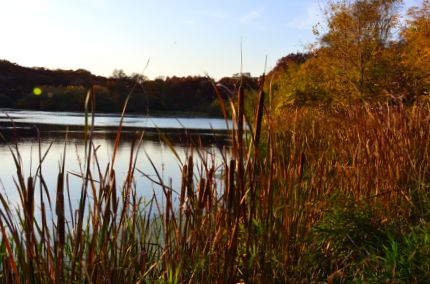 Lake with cat tails and contrasting cfall colors