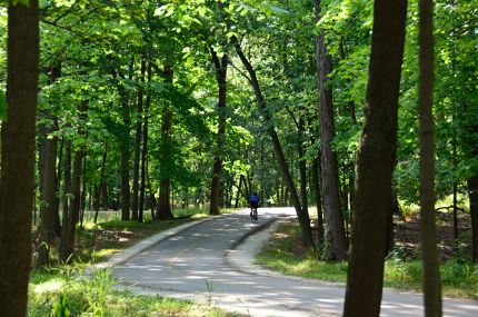 Rider in thick woods on NBT