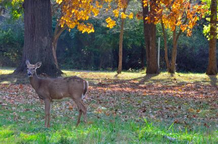 First Deer seen on this bike ride