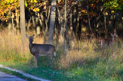 Second and third deer spotted on NBT bike ride