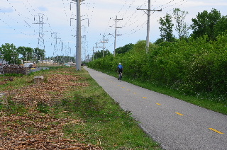 Shredded branches alongside bike path