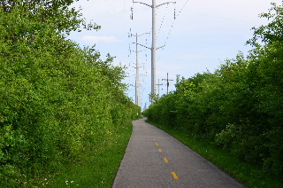 Bushes and Powerlines along bike trail