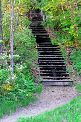 Stairway in the Woods