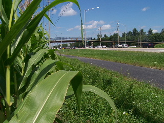 Corn along the Randall Road Trail