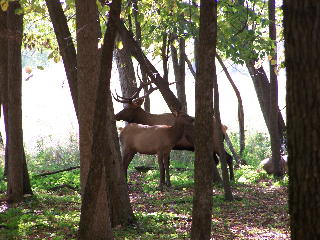 A couple of Elk along the Busse Woods bike trail...