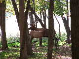 The Elk Herd at Busse Woods (off of Arlington Heights road)