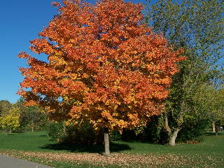 Beautiful fall colors on the Busse Woods bike path