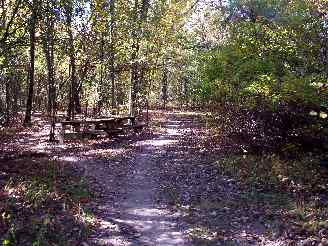 Picnic tables in the woods in Deer Grove