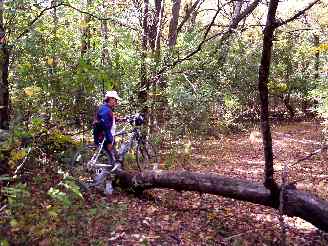 Fallen tree on trails in Deer Grove