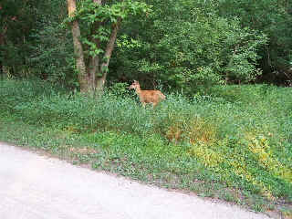 A deer near the Des PLaines River Trail