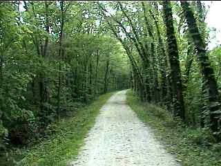Wooded part of bike trail