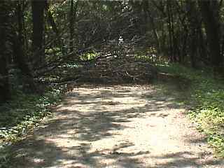 Downed tree on bike trail